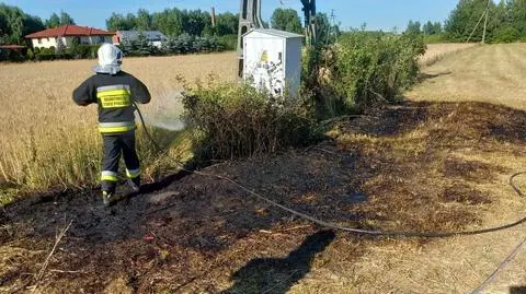 Dziki gołąb uderzył w linie energetyczne. Doszło do pożaru