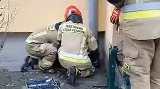 Kawka wpadła do rynny. Uratowali ją strażnicy miejscy i strażacy