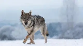 Wójt prosi mieszkańców o kontakt, gdy tylko zauważą wilka 