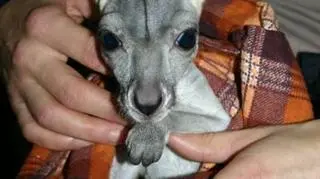 Tosię pracownicy zoo znaleźli w połowie listopada