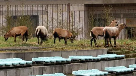 Wielkanocny symbol stał się "atrakcją" Gryfina. Po mieście biegają barany