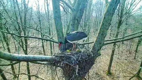 Bocian czarny w Nadleśnictwie Szczecinek