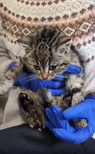 Kotek trafił pod opiekę specjalistów 