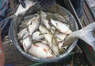 Wyłowili 3,5 tony śniętych ryb zatrutych przez ścieki z oczyszczalni. Prokuratura umorzyła śledztwo