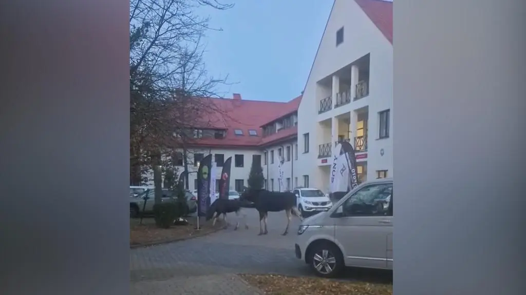 Spacerująca łosica z młodym
