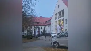 Spacerująca łosica z młodym