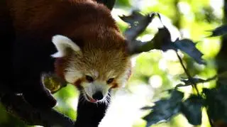 Indira - mama pandki