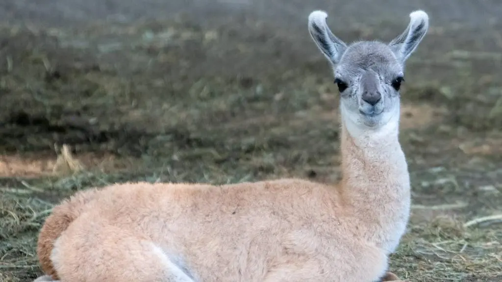 W Orientarium ZOO Łódź urodziło się młode gwanako