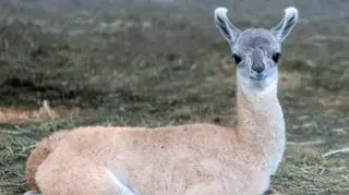 W Orientarium ZOO Łódź urodziło się młode gwanako