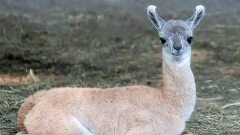 W Orientarium ZOO Łódź urodziło się młode gwanako