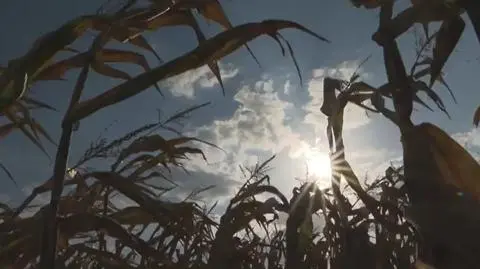 Susza w Polsce. Komentarze rolników i ekspertów