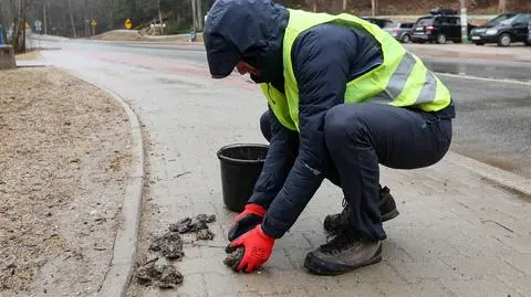 Akcja przenoszenia żab trawnych przez ruchliwą drogę w Zakopanem 