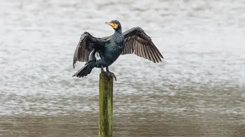 Kormoran czarny
