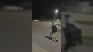 Światowe media o "dziwacznym starciu" robota z dzikami w Warszawie