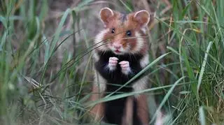 Nie wilk i nie ryś. Znamy Zwierzę Roku 2026