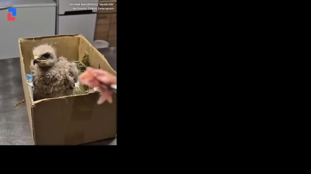 Myszołów wraca na wolność