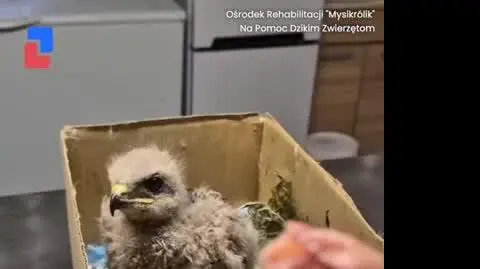 Myszołów wraca na wolność