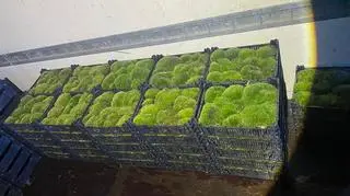 60-latek przewoził 53 skrzynie z mchem