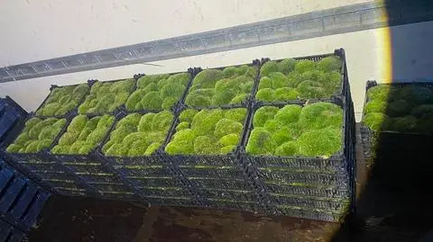 60-latek przewoził 53 skrzynie z mchem