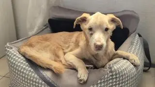 Nynek pomimo pomocy nie przeżył