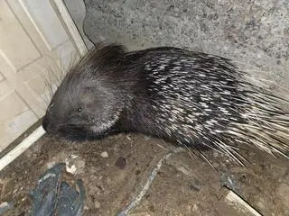 Jeżozwierz na Dolnym Śląsku