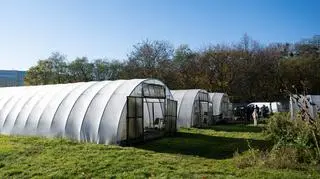 Uprawa imbiru w Polsce jest możliwa - twierdzą naukowcy z Poznania