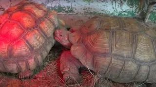 Zwierzęta przebywają między innymi w ZOO w Borysewie