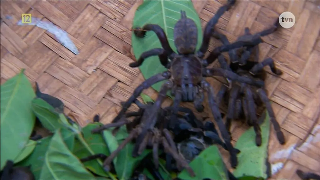 "Azja Express": tarantule na obiad
