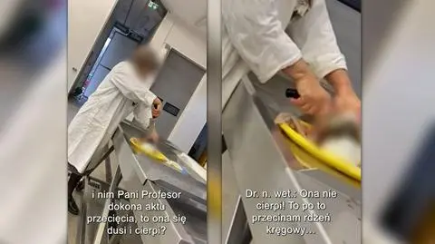 Zrzuty ekranu z filmiku ukazującego uśmiercanie ryby