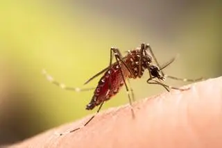 Aedes aegypti, czyli komar egipski, znany z roznoszenia dengi