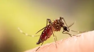 WHO ostrzega przed wirusem chikungunya. Jest już w Europie