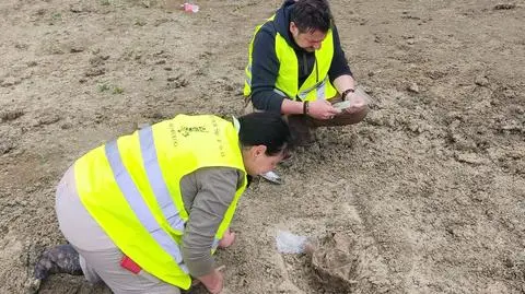 Szczątki mamuta na budowie S17