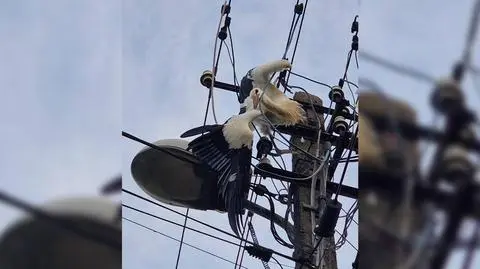 Bocian zaplątał się w linie energetyczne. Pomogli strażacy