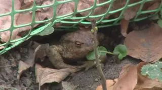 Ropucha szara obudziła się 