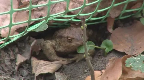 Ropucha szara obudziła się 