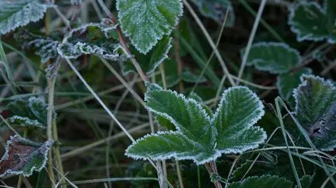Mroźny poranek, mroźna noc