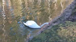Łabędź czuje się dobrze i ma za sobą już pierwsze loty