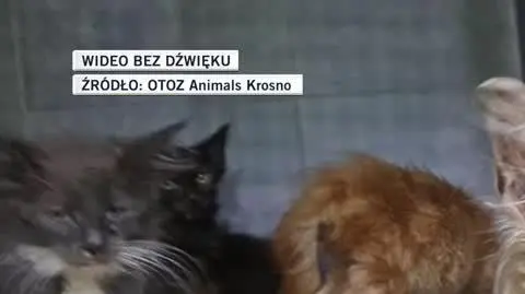 OTOZ Animals Krosno 