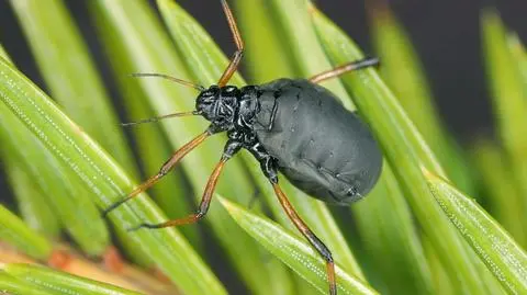 Mszyca Cinara curvipes - zdjęcie poglądowe