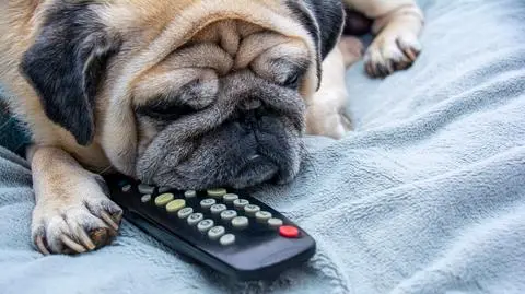 Telewizyjne zwyczaje psów zależą od ich charakteru