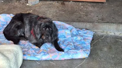 Dwa psy zostawione pod płotem schroniska