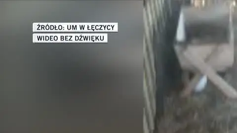 krolik 