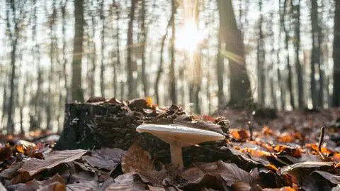 Napłynie do nas zwrotnikowe ciepło
