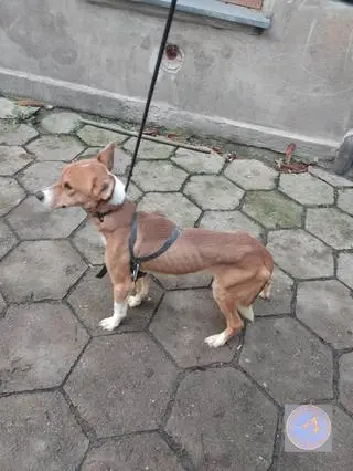 Jego pan trafił do aresztu. On przez miesiąc był zamknięty w mieszkaniu