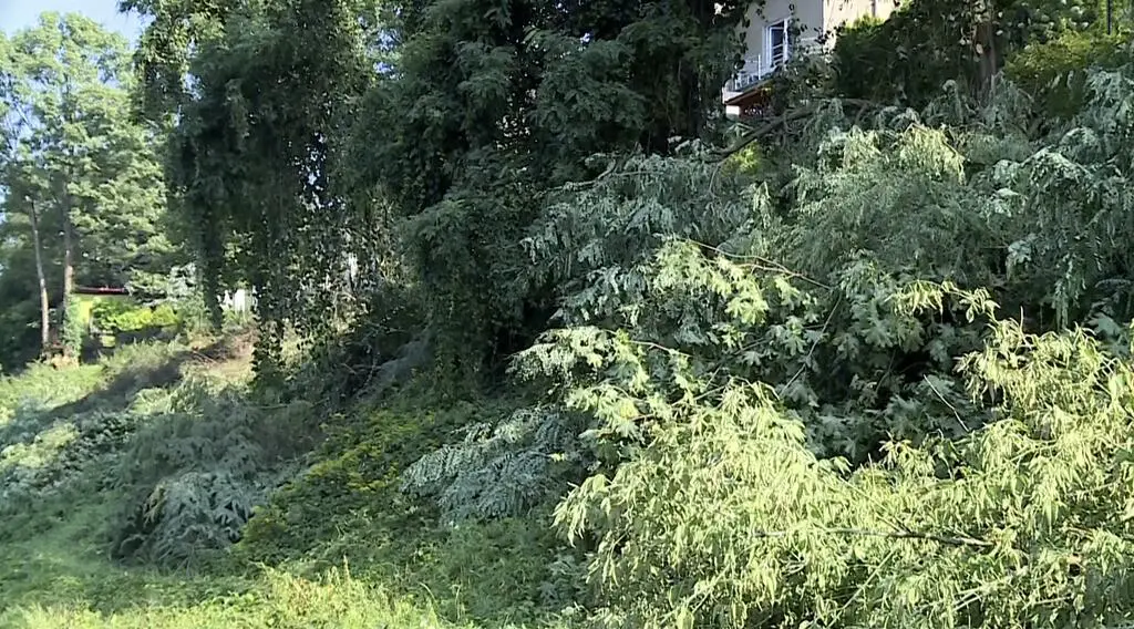 Mieszkańcy martwią się wycinką
