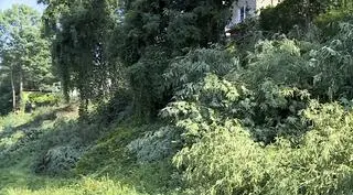 Mieszkańcy martwią się wycinką