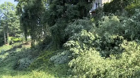 DRZEWA