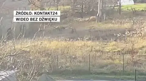 kot