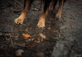 Były kierownik schroniska dla zwierząt skazany za znęcanie się nad nimi