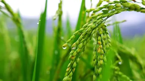 AdobeStock_439251456